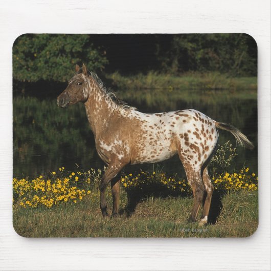 Paardenpaardje van Appaloosa Muismat (Voorkant)