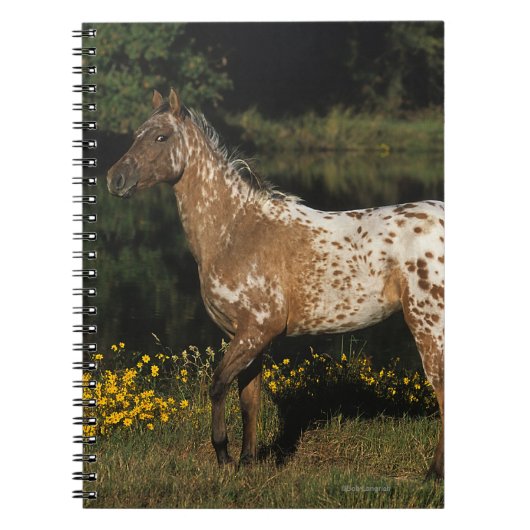 Paardenpaardje van Appaloosa Notitieboek (Voorkant)