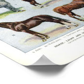  paardenpapier, 1908 Edwardian Briet Poster (Hoek)