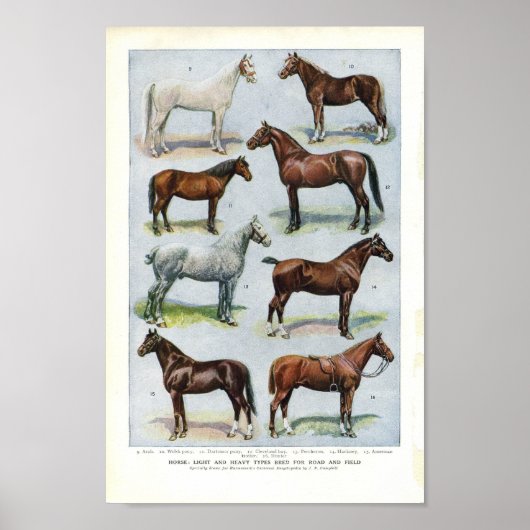  paardenpapier, 1908 Edwardian Briet Poster (Voorkant)
