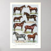 paardenpapier, 1908 Edwardian Briet Poster (Voorkant)