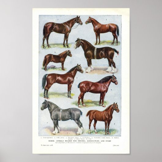 paardenpapier, 1908 Edwardian Briet Poster (Voorkant)