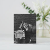PaardenPauze tijd Briefkaart (Staand voorkant)