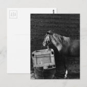 PaardenPauze tijd Briefkaart (Voorkant / Achterkant)