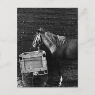 PaardenPauze tijd Briefkaart