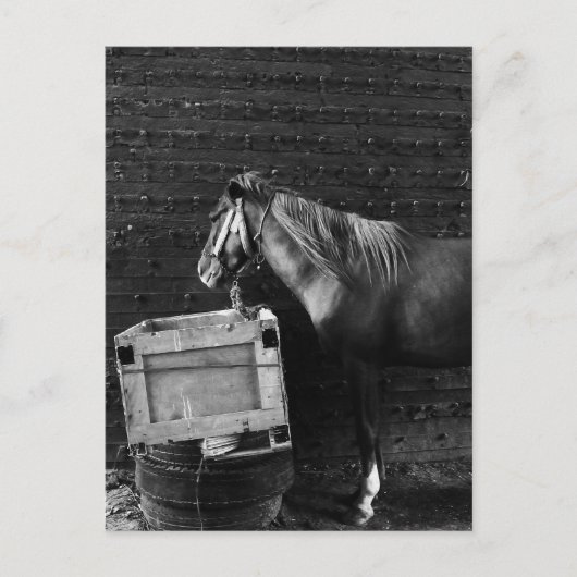 PaardenPauze tijd Briefkaart (Voorkant)