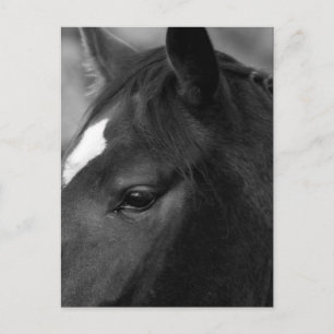 Paardenpcna Briefkaart