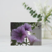 Paardenpetunias post card briefkaart (Staand voorkant)