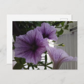Paardenpetunias post card briefkaart (Voorkant / Achterkant)