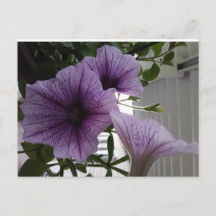 Paardenpetunias post card briefkaart