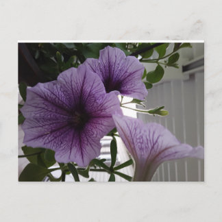 Paardenpetunias post card briefkaart