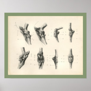 Paardenpoot Botten Aansluitingen Veterinaire Anato Poster