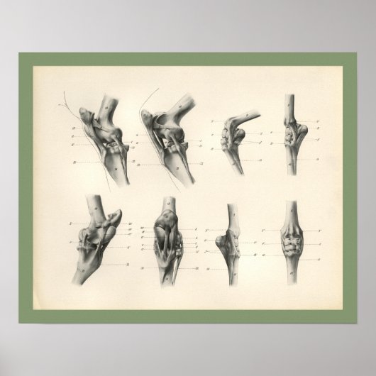 Paardenpoot Botten Aansluitingen Veterinaire Anato Poster (Voorkant)