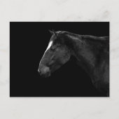 Paardenportret Briefkaart (Voorkant)