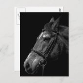 Paardenportret - Briefkaart (Voorkant / Achterkant)