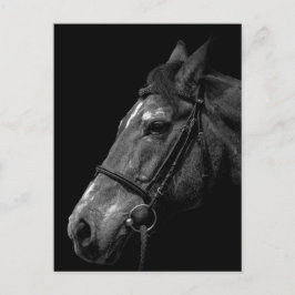 Paardenportret - Briefkaart