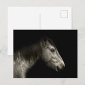 Paardenportret Briefkaart (Voorkant / Achterkant)