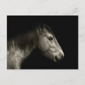 Paardenportret Briefkaart (Voorkant)