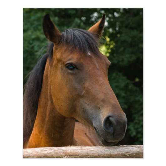 Paardenportret foto afdrukken (Voorkant)