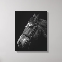 Paardenportret Foto op zwart Canvas Afdruk