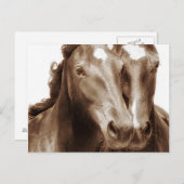 Paardenportret III Briefkaart (Voorkant / Achterkant)