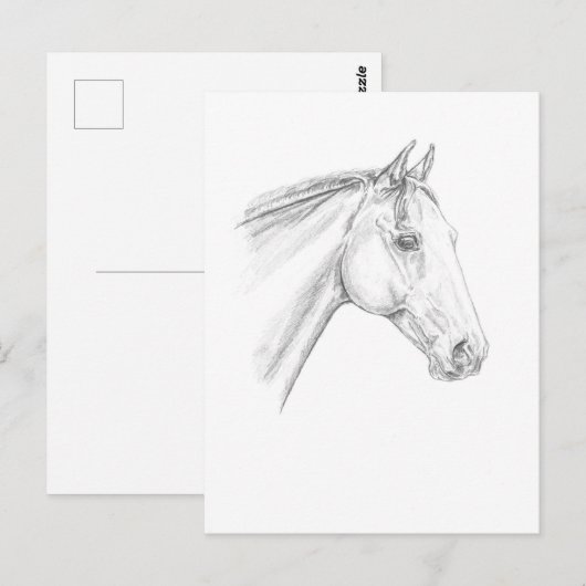 Paardenportret in potlood briefkaart (Voorkant / Achterkant)