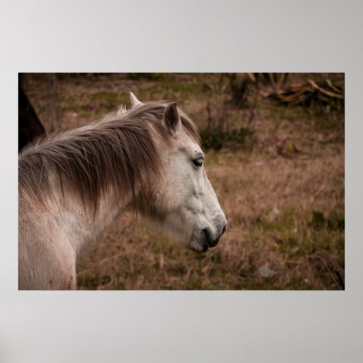 Paardenportret Poster (Voorkant)