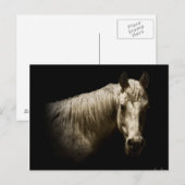 Paardenportret VI Briefkaart (Voorkant / Achterkant)