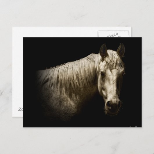 Paardenportret VI Briefkaart (Voorkant / Achterkant)