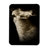 Paardenportret VI Magneet (Verticaal)