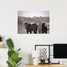 Paardenposter Fotografie