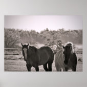 Paardenposter Fotografie Poster (Voorkant)