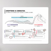 Paardenposter Poster (Voorkant)