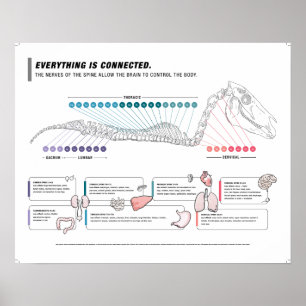 Paardenposter Poster