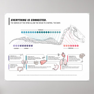 Paardenposter Poster