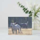 paardenpostkaart appaloosa briefkaart (Staand voorkant)