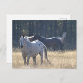 paardenpostkaart appaloosa briefkaart (Voorkant / Achterkant)