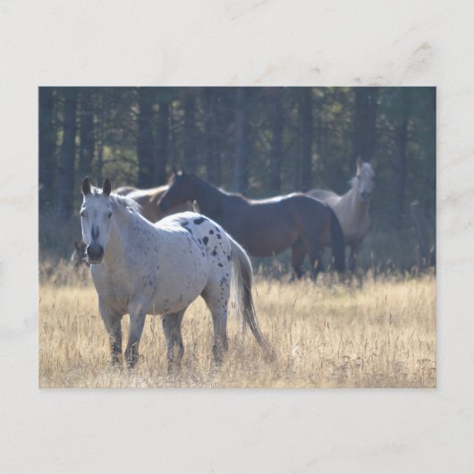 paardenpostkaart appaloosa briefkaart (Voorkant)