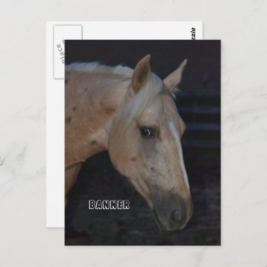 Paardenpostkaart van het Palomino-paard Banner Briefkaart (Voorkant / Achterkant)