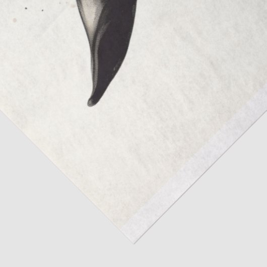 Paardenpotlood Art 1 Decoupage papier (Detail)