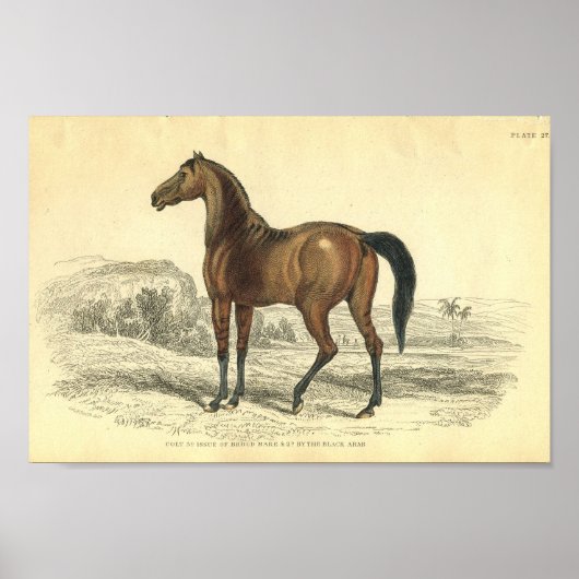  paardenprintplaat van Brood Mare Poster (Voorkant)