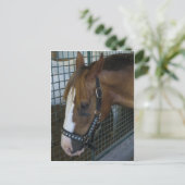 Paardenprofiel Briefkaart (Staand voorkant)