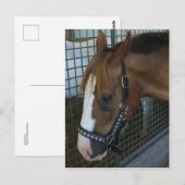 Paardenprofiel Briefkaart (Voorkant / Achterkant)