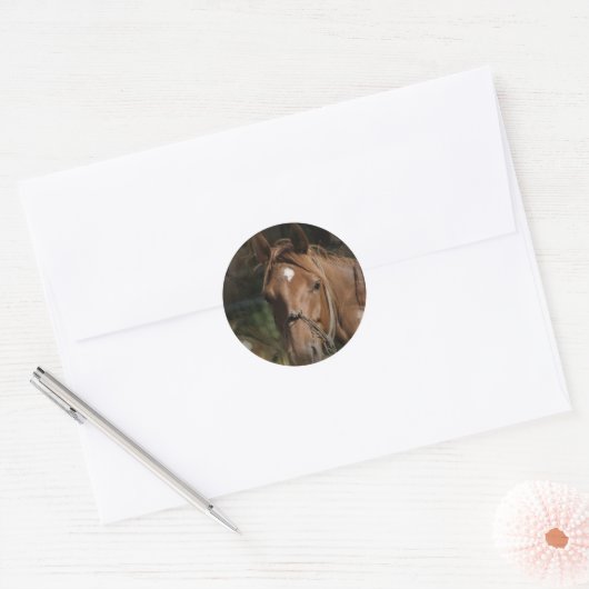 Paardenrassen Stickers (Envelop)