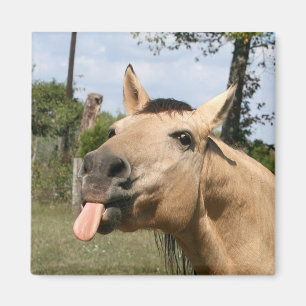 paardenrazzberry magnet