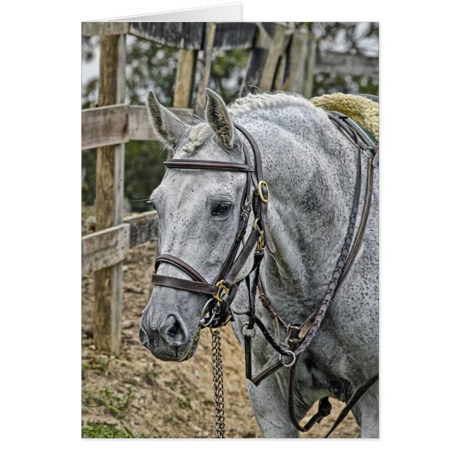 Paardenredding (Voorkant)