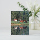 Paardenreflectie Briefkaart (Staand voorkant)