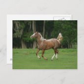 Paardenrennen van Appaloosa Briefkaart (Voorkant / Achterkant)