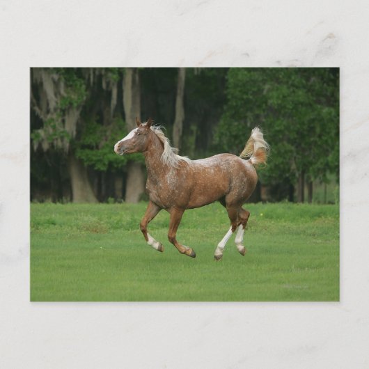 Paardenrennen van Appaloosa Briefkaart (Voorkant)