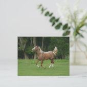 Paardenrennen van Appaloosa Briefkaart (Staand voorkant)